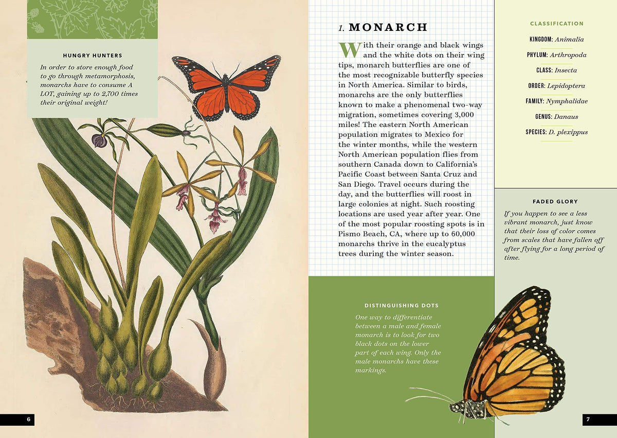 Buy Little Book of Butterflies A Guide to Moths and Butterflies The Chart & Map Shop