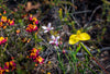 The Five Best Wildflower Hikes in WA's South West