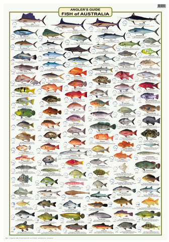 Anglers Guide Fish of Australia (Large)