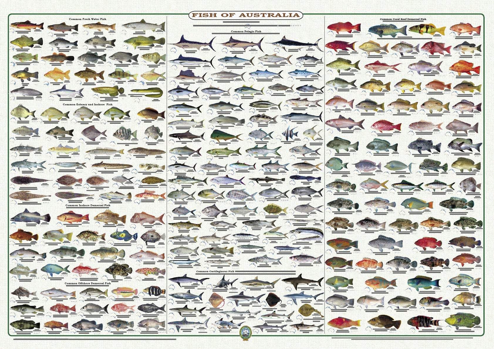 Buy Fish Of Australia The Chart Map Shop Buy Fish Of Australia The Chart Map Shop