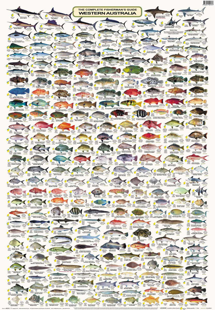 Buy WA fish species pictures | Complete Fishermans Guide Western ...