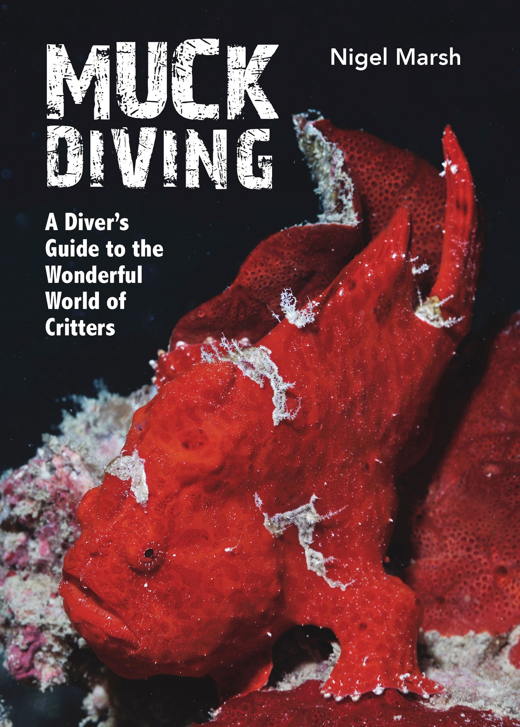 Muck Diving: A Diver’s Guide to the Wonderful World of Critters