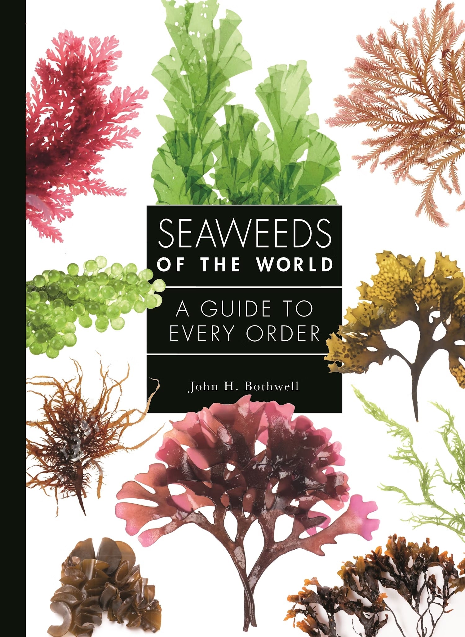 Seaweeds of the World: A Guide to Every Order