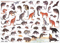 Mammals Placemat