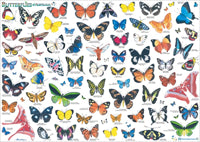 Butterflies Chart Poster