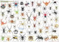Spiders Chart Poster