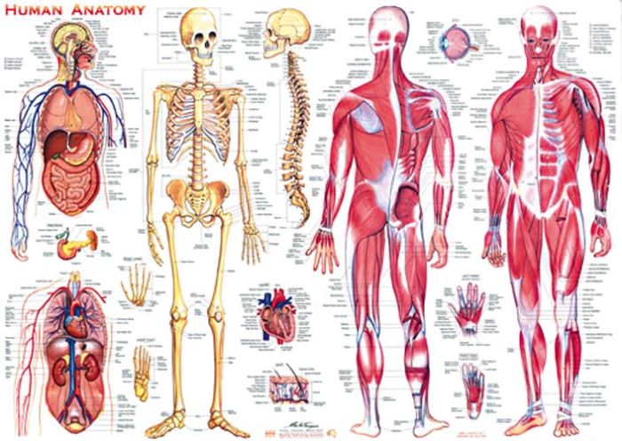 Human Anatomy Poster (Large)