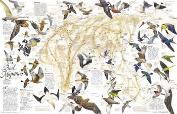 Bird Migration Eastern Hemisphere Wall Map by National Geographic (2004)