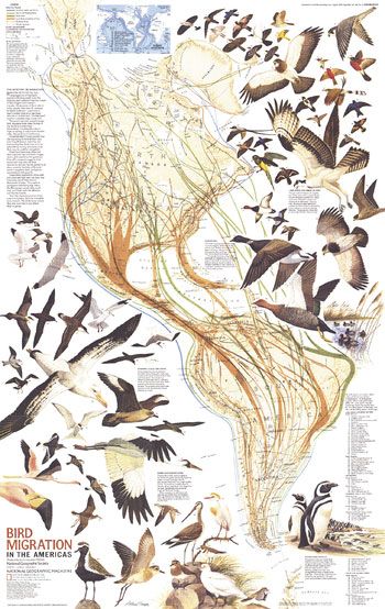 Bird Migration in the Americas Wall Map by National Geographic (1979)
