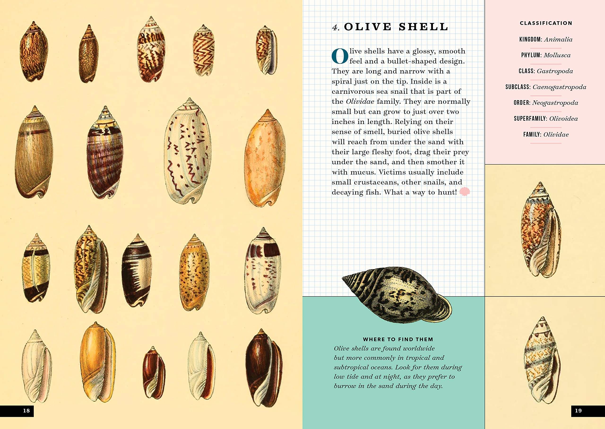 Buy The Little Book of Shells: A Guide to Shells and the Amazing ...