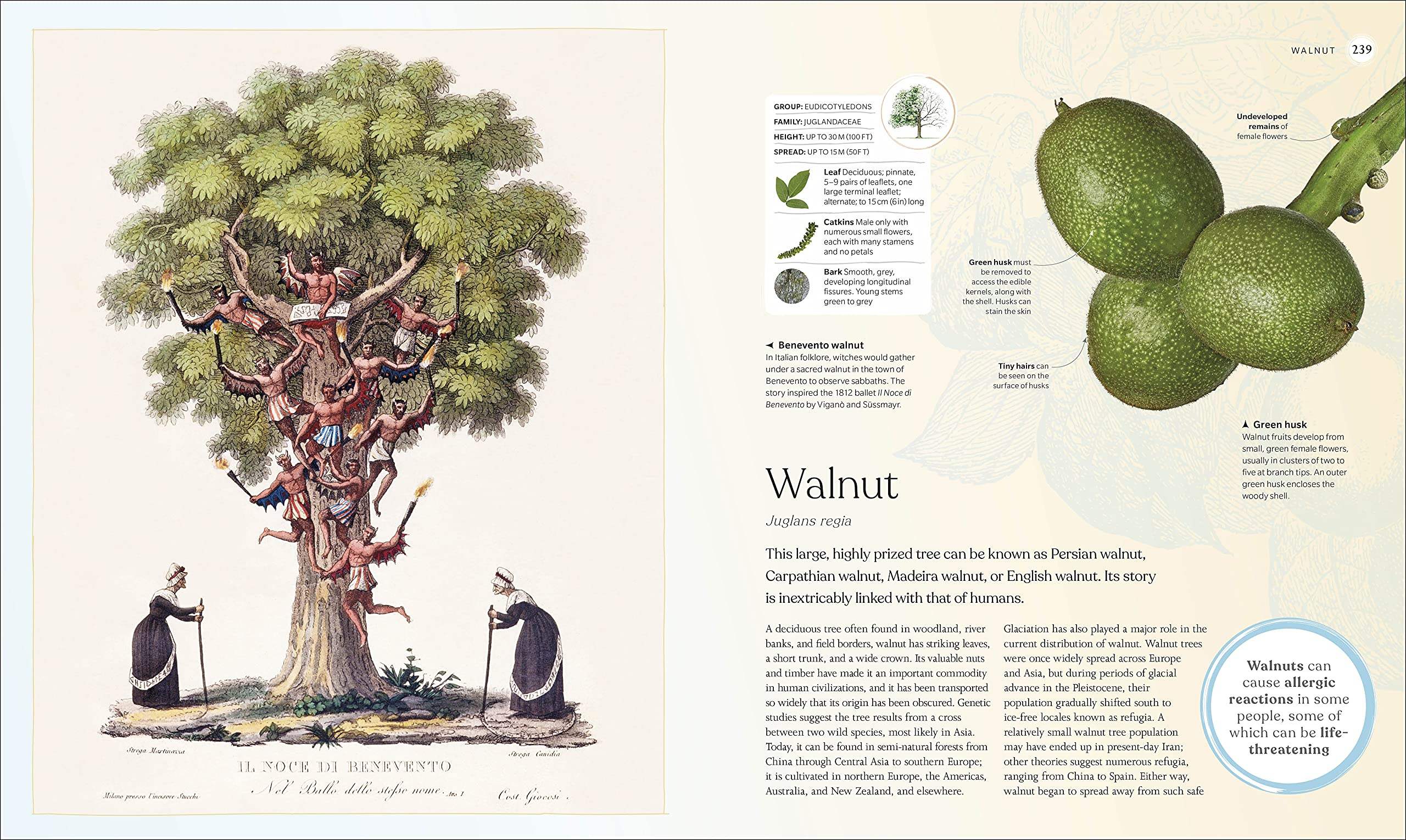 Buy The Tree Book: The Stories, Science, and History of Trees – The ...
