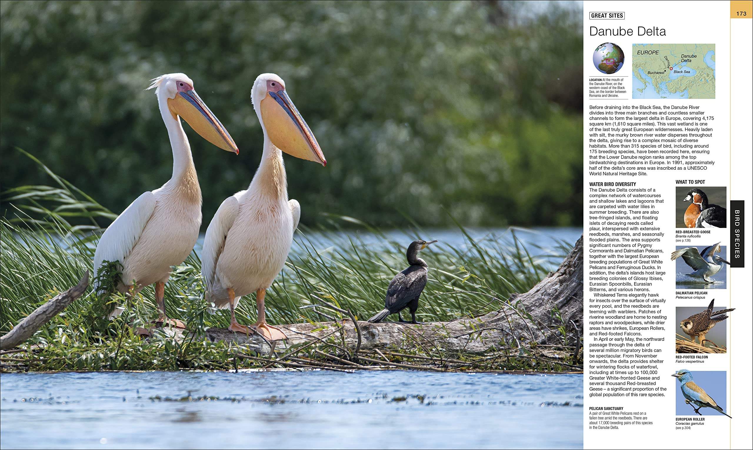 Buy Bird: The Definitive Visual Guide – The Chart & Map Shop