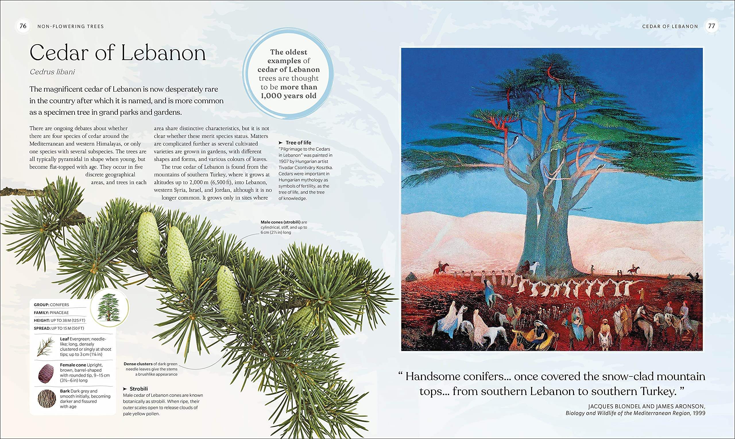 Buy The Tree Book: The Stories, Science, and History of Trees – The ...