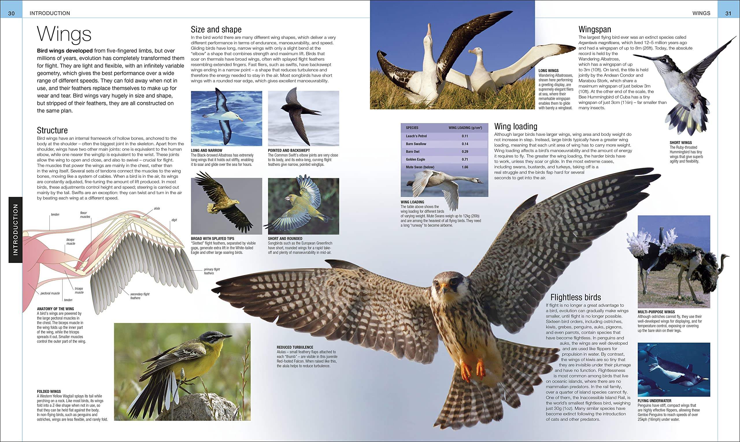 Buy Bird: The Definitive Visual Guide – The Chart & Map Shop