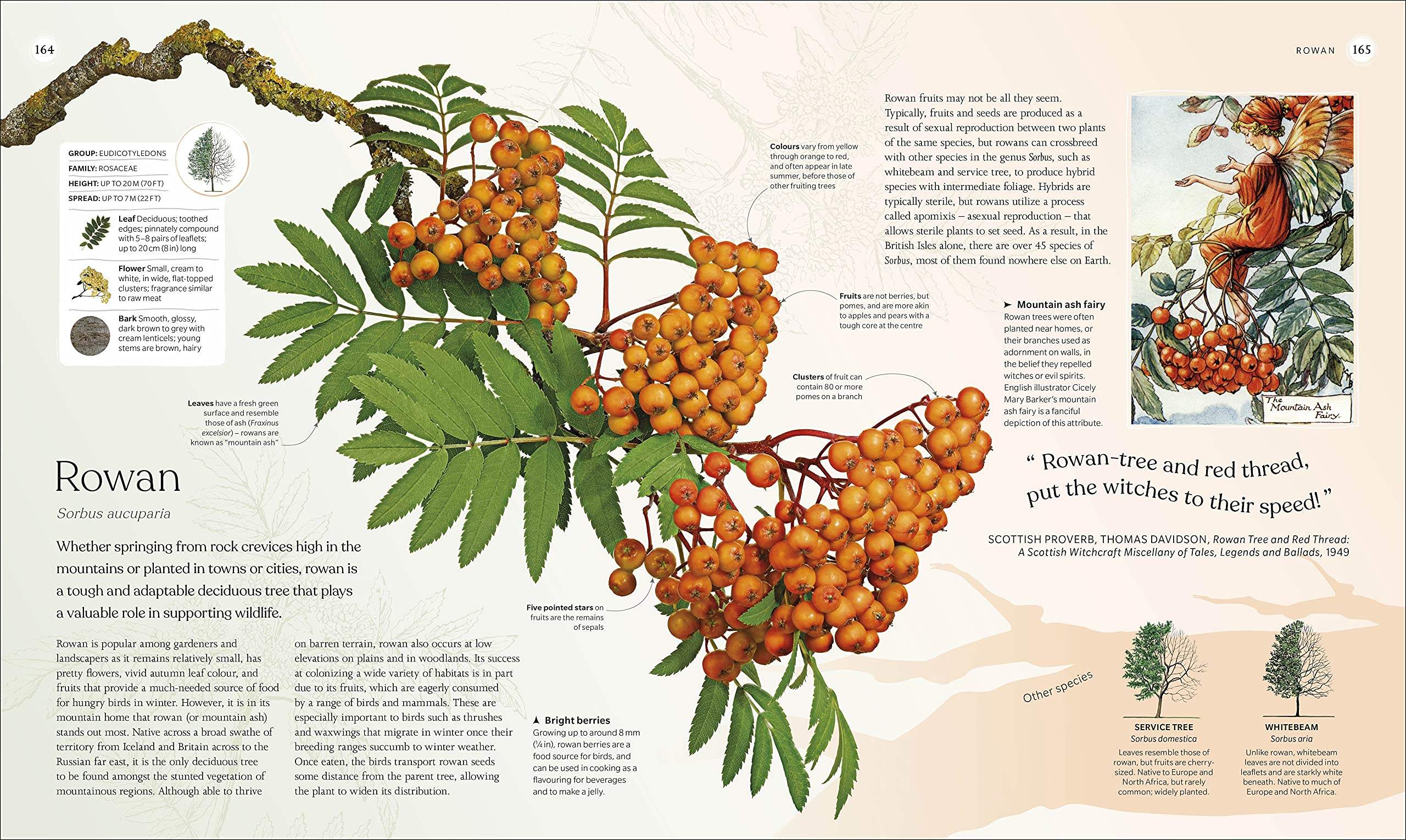 Buy The Tree Book: The Stories, Science, and History of Trees – The ...