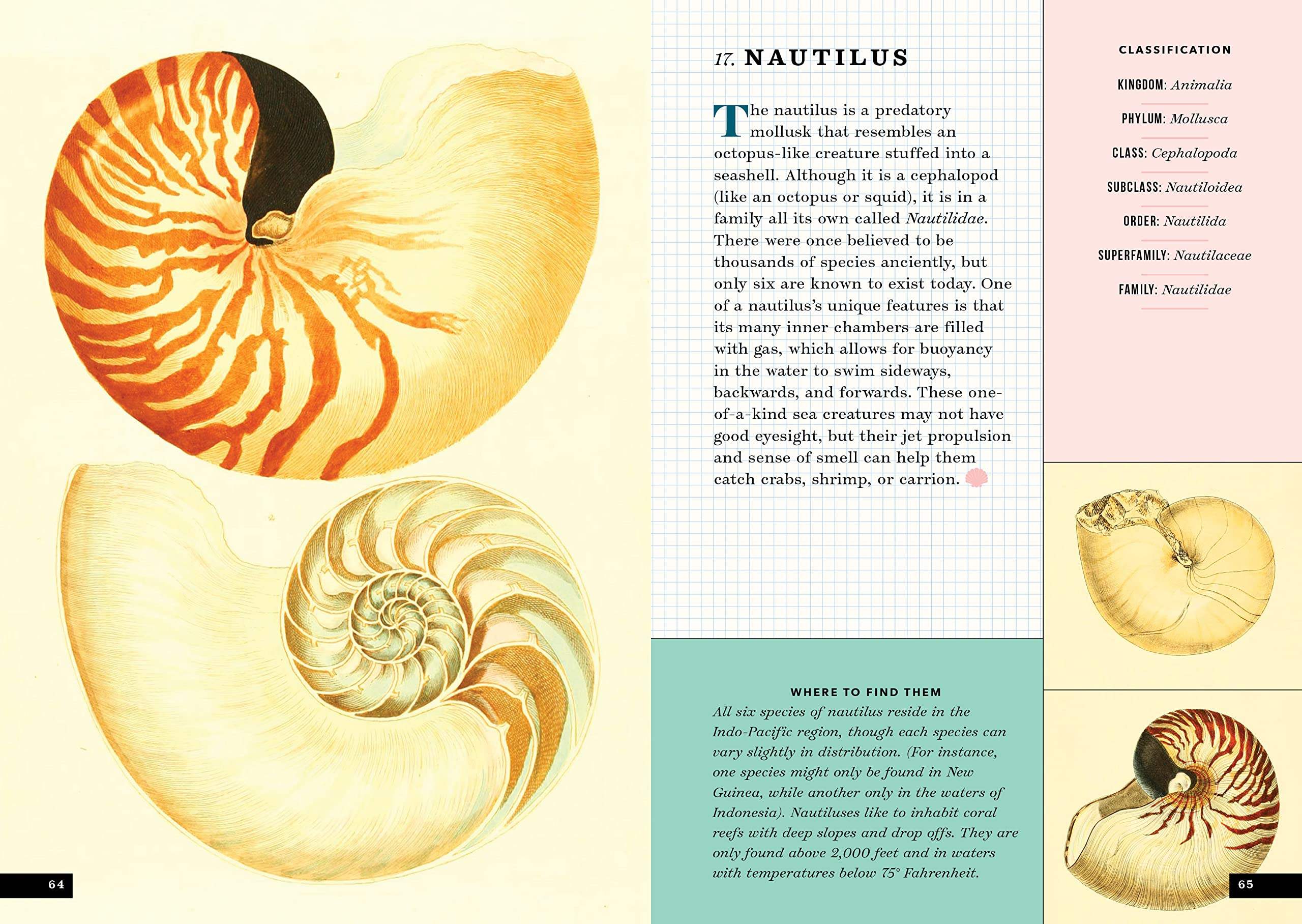 Buy The Little Book of Shells: A Guide to Shells and the Amazing ...