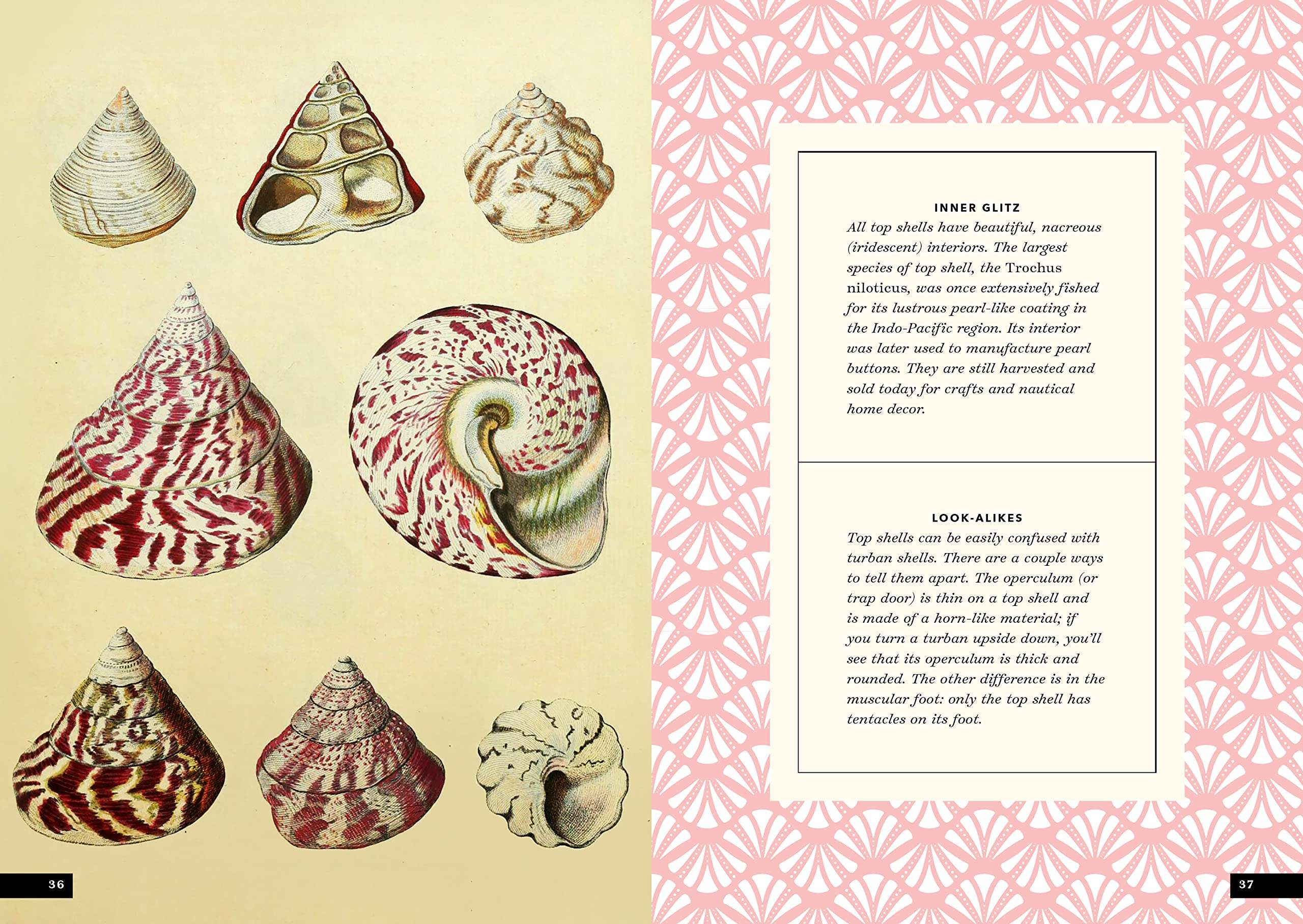 Buy The Little Book of Shells: A Guide to Shells and the Amazing ...