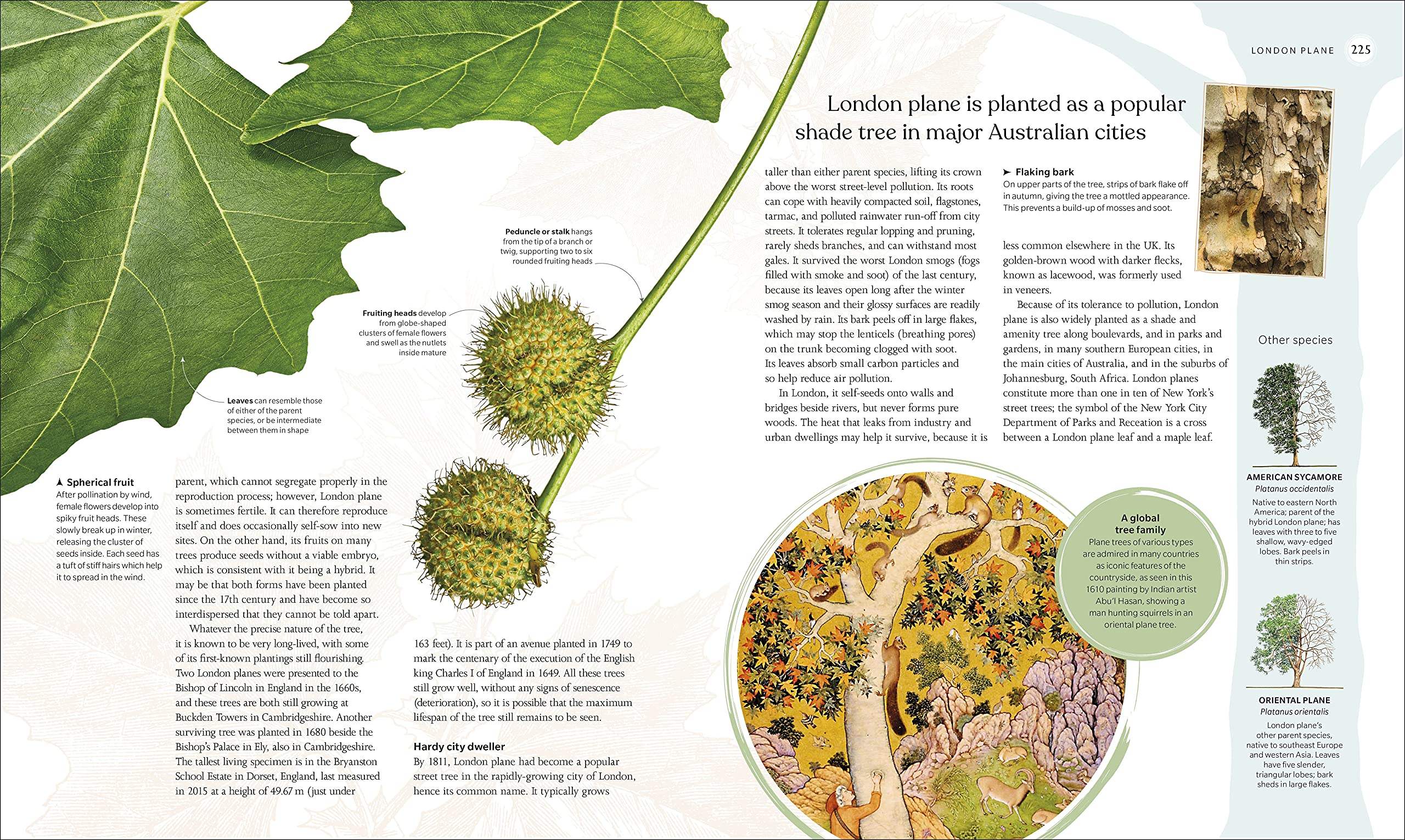 Buy The Tree Book: The Stories, Science, and History of Trees – The ...