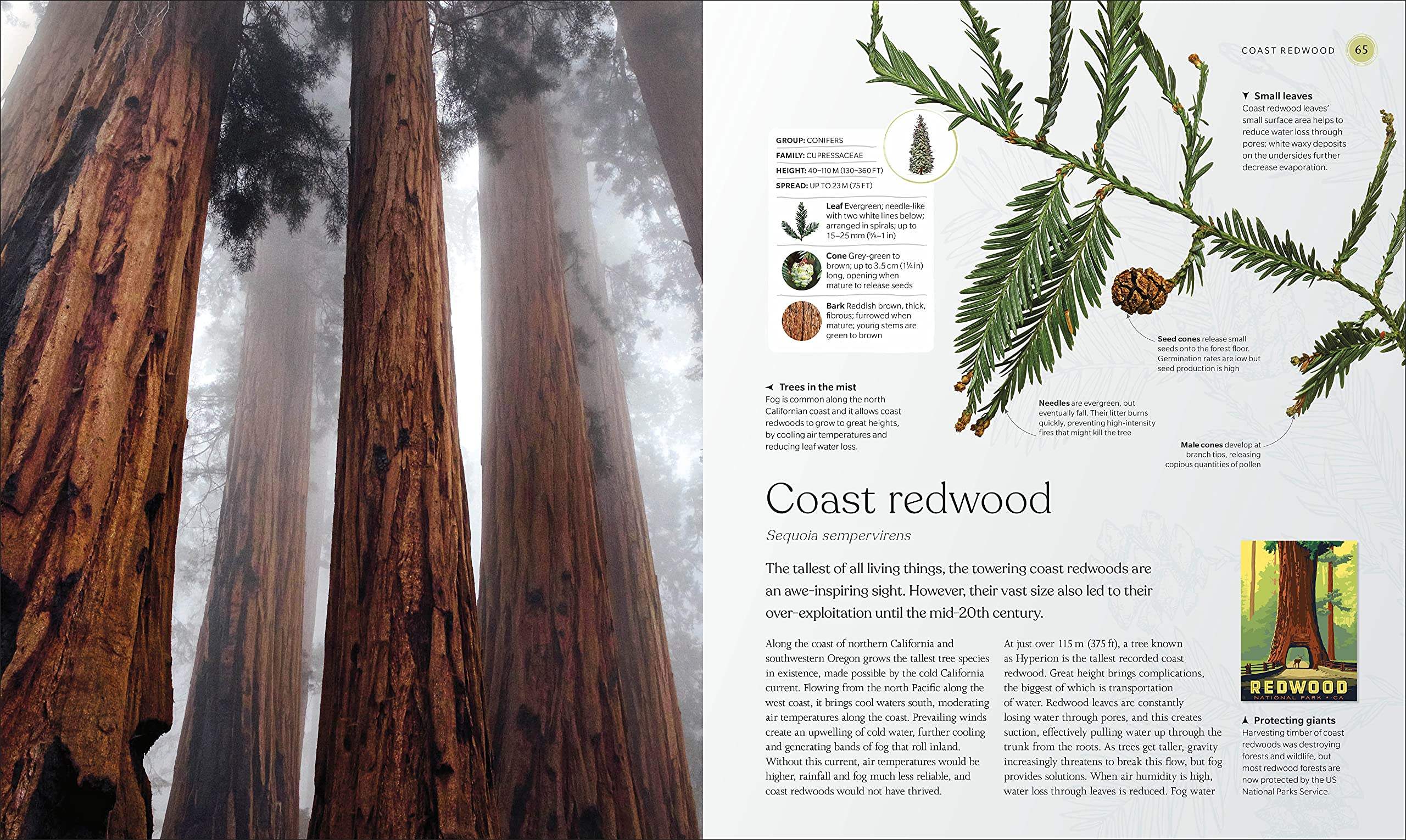Buy The Tree Book: The Stories, Science, and History of Trees – The ...