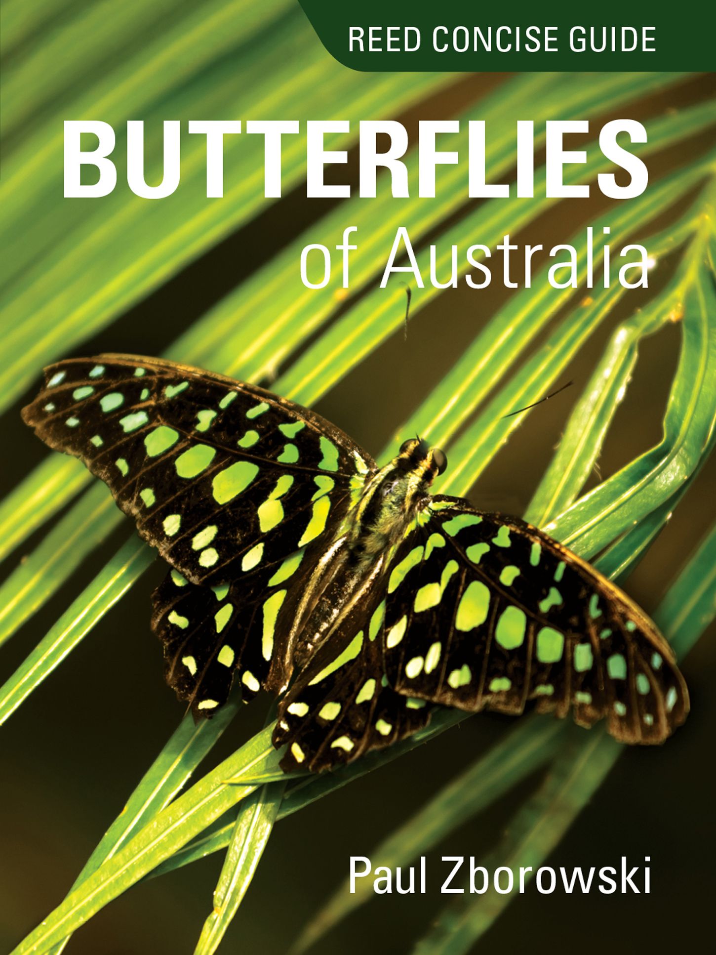 Reed Concise Guide: Butterflies of Australia
